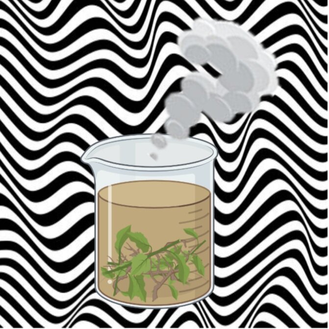 Psychedelics Down to a Tea