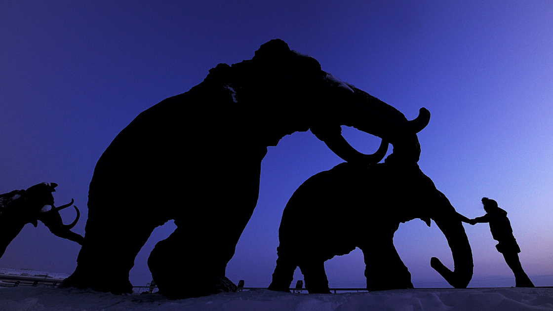 June 4th, 2013 Woolly Mammooth Blood